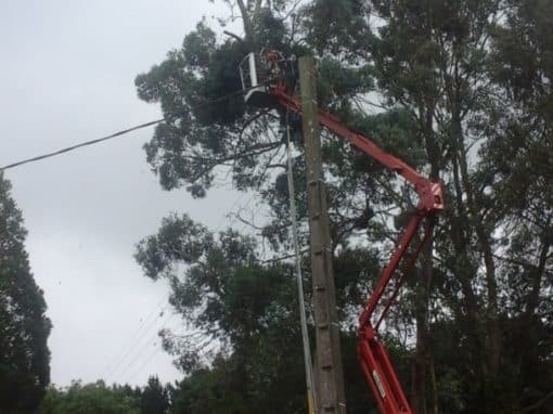 Démontage d’un épicéa Auray