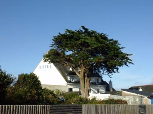 Démontage d’un épicéa Auray