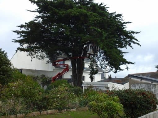 Démontage d’un épicéa Auray