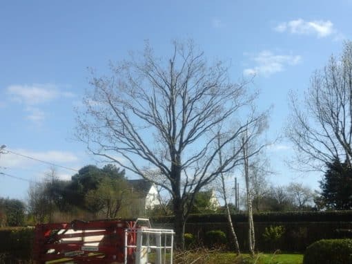 Démontage d’un épicéa Auray