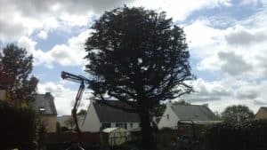 élagage du cupressus après sainte anne