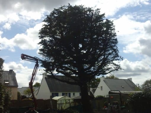 Démontage d’un épicéa Auray