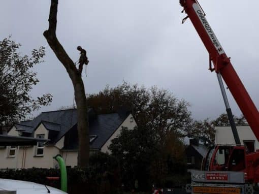 Démontage d’un chêne menacant un établissement scolaire Saint-Anne d’Auray