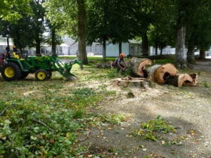Démontage d’un chêne menacant un établissement scolaire Saint-Anne d’Auray