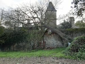 Déracinement suite tempête Carnac