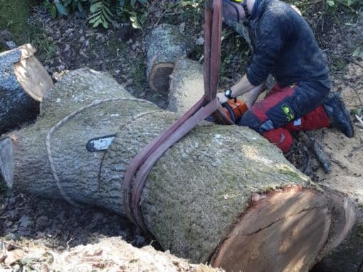 Démontage arbre sur piscine proche habitation Pluneret 1