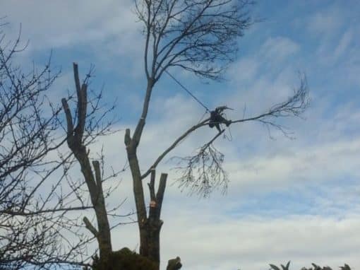 Elagueur grimpeur Plumergat (1)
