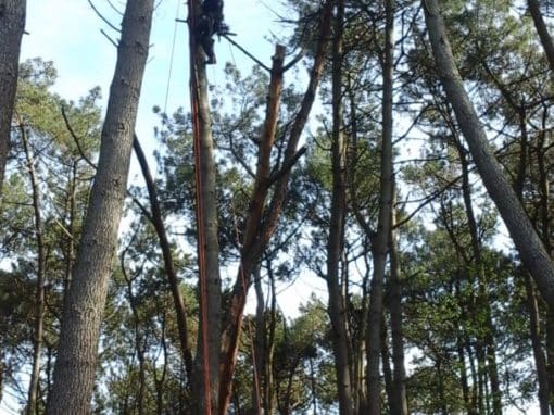 Elagueur grimpeur Pluvigné (5)