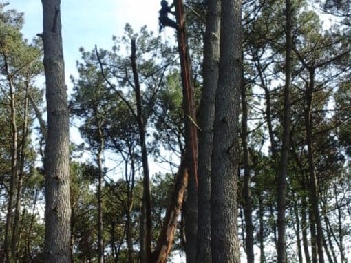 Elagueur grimpeur Pluvigné (5)