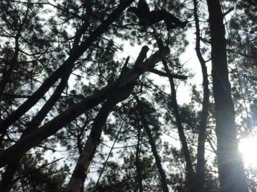 Elagueur grimpeur Pluvigné (5)