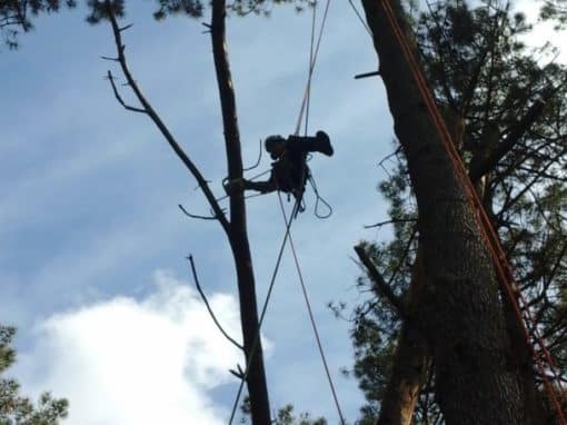 Elagueur grimpeur Pluvigné (5)