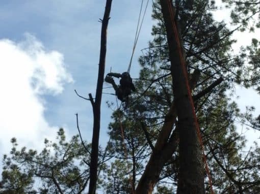 Elagueur grimpeur Pluvigné (5)