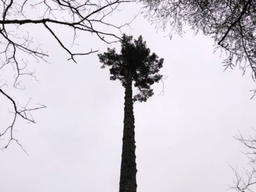Intervention épicéa menaçant 35m Sainte-Anne d’Auray