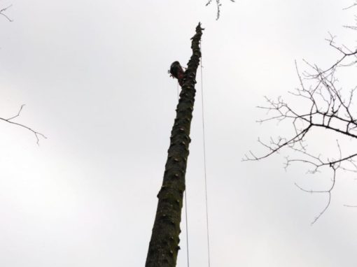 Intervention épicéa menaçant 35m Sainte-Anne d’Auray