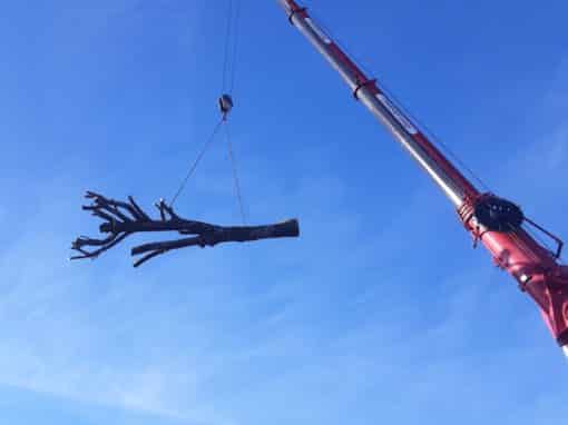 Démontage d’un hêtre sur habitation avec grue de levage Auray (1)