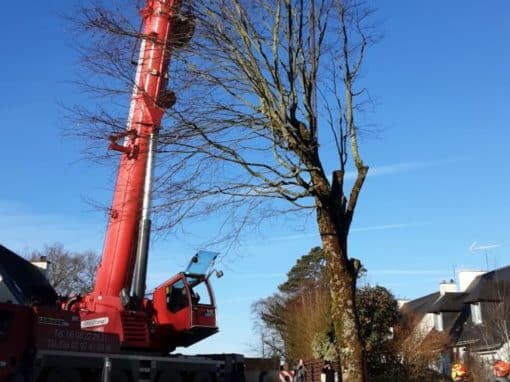 Démontage d’un hêtre sur habitation avec grue de levage Auray (1)