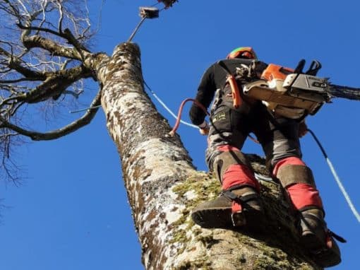Démontage d’un hêtre sur habitation avec grue de levage Auray (1)