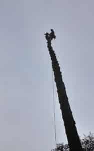 Démontage épicéa menaçant suite tempête Sainte-Anne d’Auray (1)