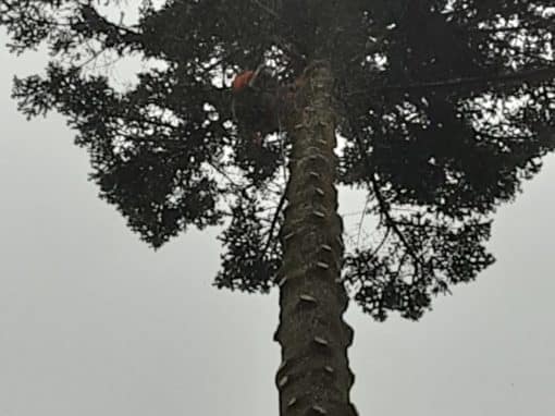 Démontage épicéa menaçant suite tempête Sainte-Anne d’Auray (4)
