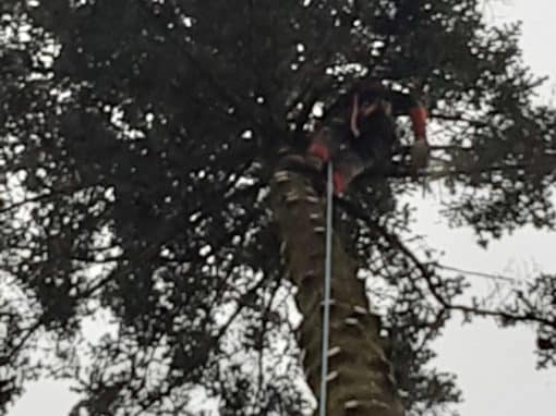 Démontage épicéa menaçant suite tempête Sainte-Anne d’Auray (4)