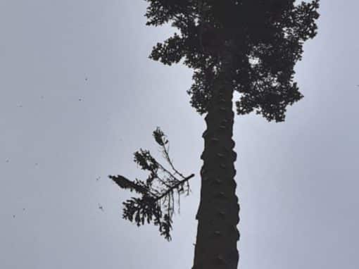 Démontage épicéa menaçant suite tempête Sainte-Anne d’Auray (4)