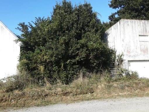 Remise en état de terrain Auray (9)