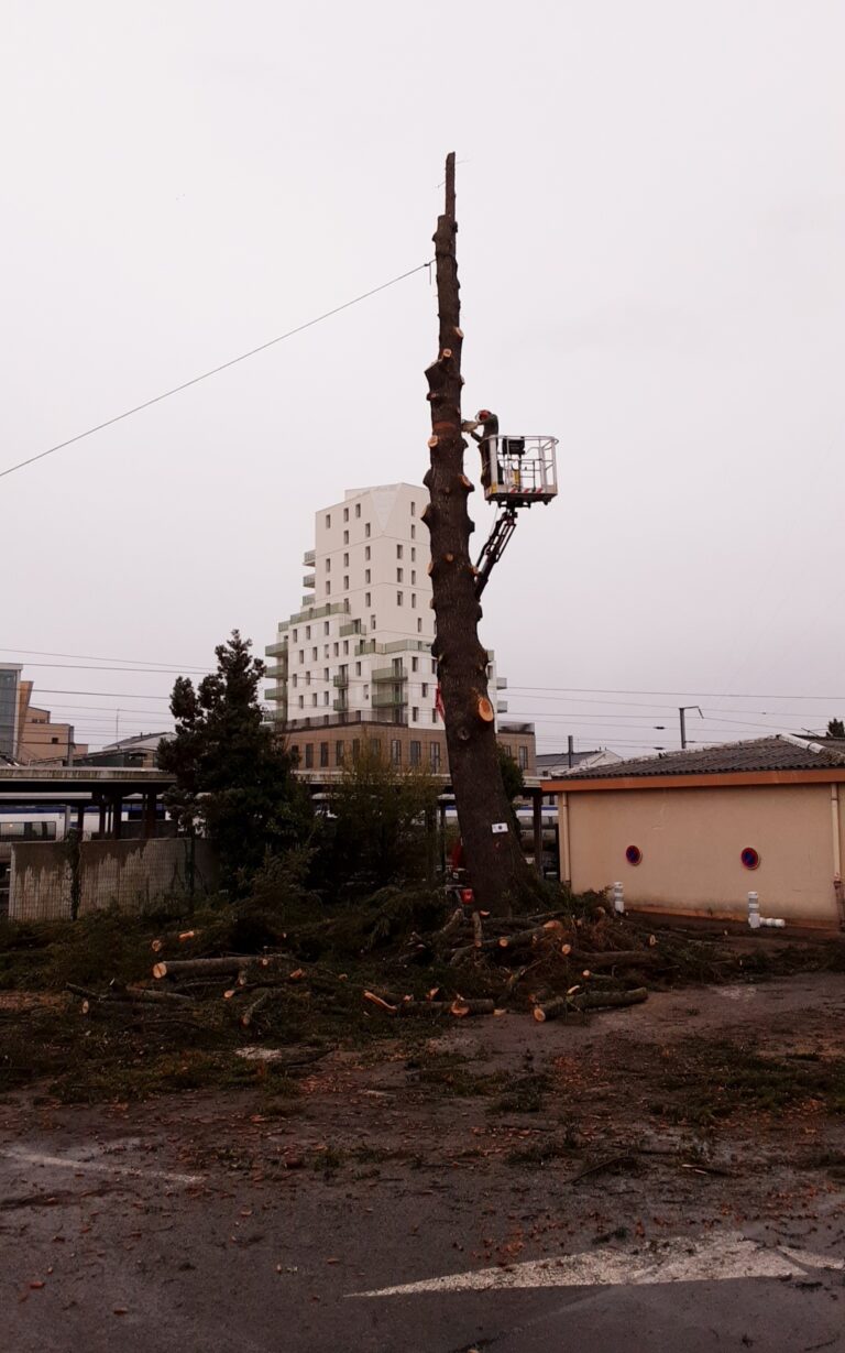 Abattage-dun-cedre-sncf-Lorient-5.jpg