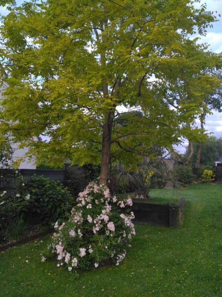 Création paysagère Auray (3)