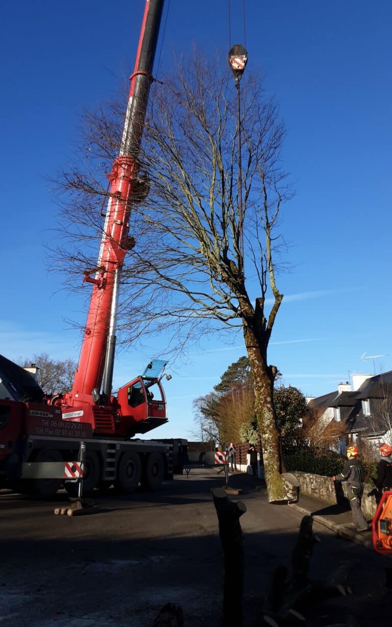 Demontage-dun-hetre-sur-habitation-avec-grue-de-levage-Auray-3.jpg
