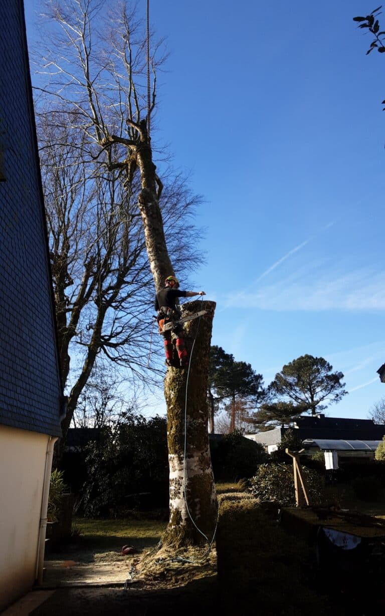 Demontage-dun-hetre-sur-habitation-avec-grue-de-levage-Auray-5.jpg