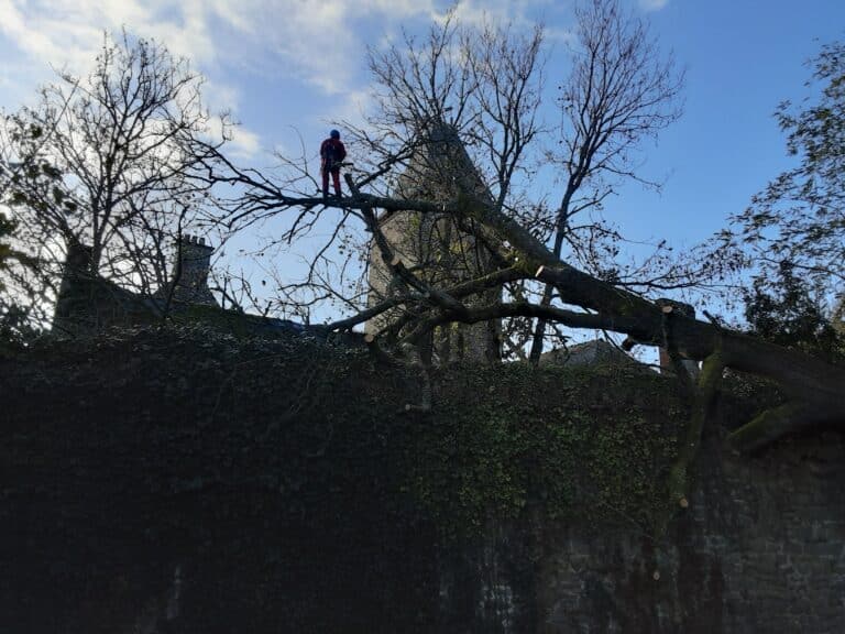 Deracinement suite tempete Carnac 2 - Auray Vannes