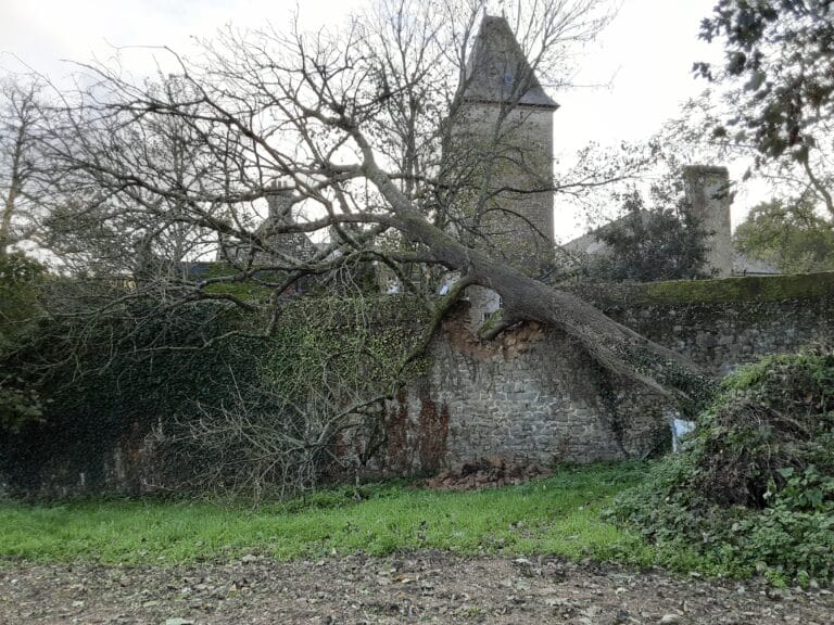 Deracinement-suite-tempete-Carnac.jpg