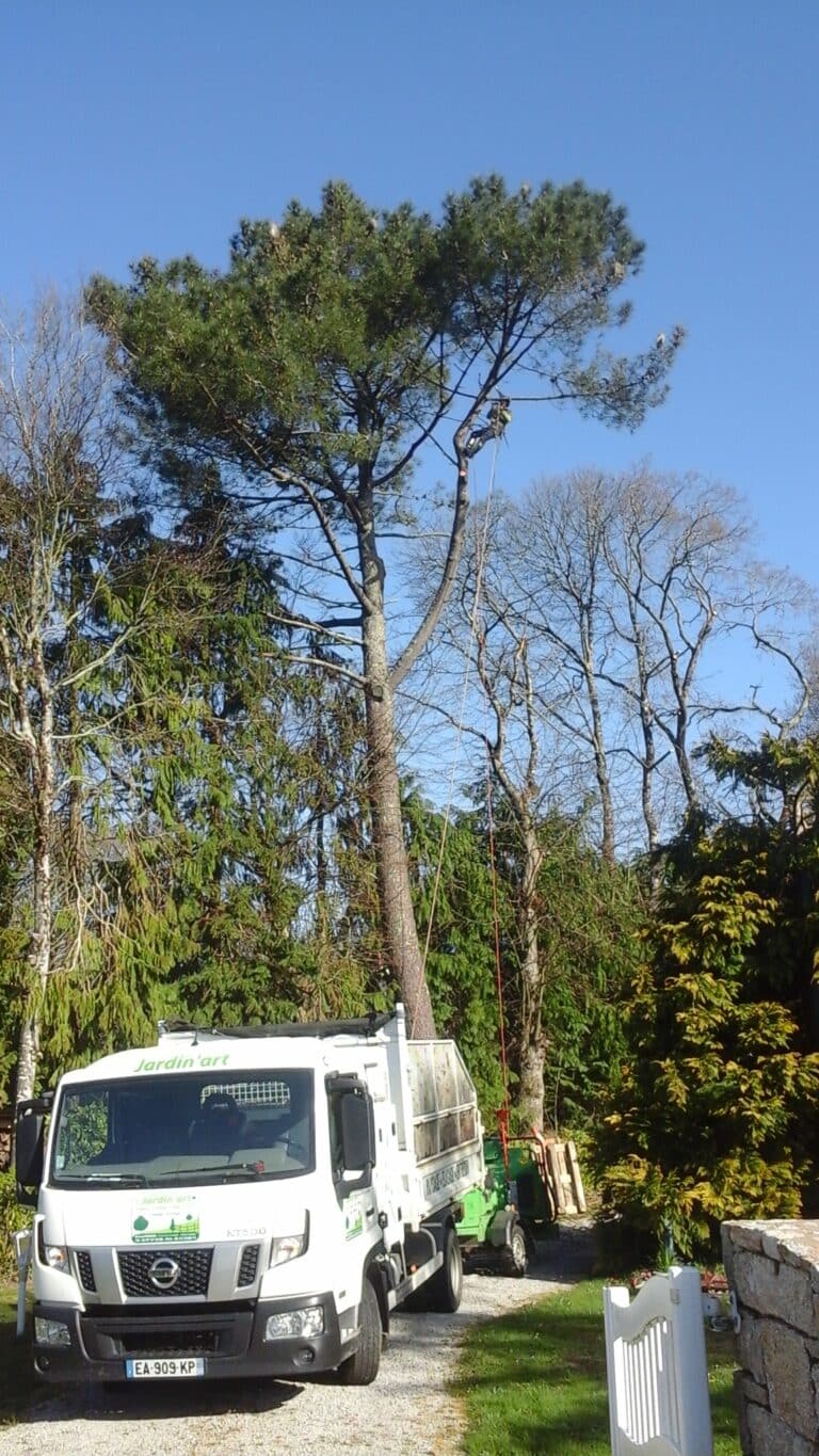 Elagage dun pin en limite de propriete Crach - Auray Vannes