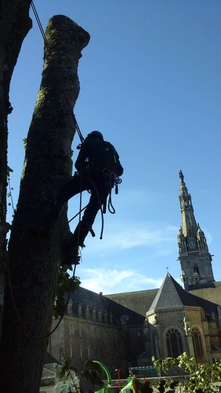 Elagueur-grimpeur-Auray-9.jpg