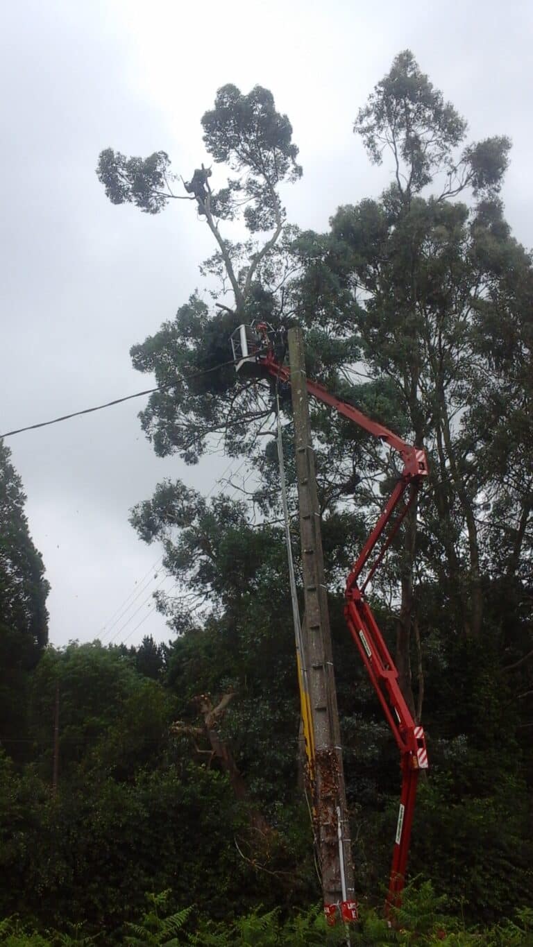Etetage Eucalyptus nacelle et grimpeur Brech - Auray Vannes