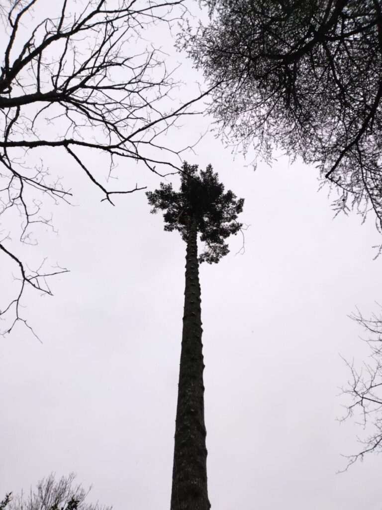 Intervention épicéa menaçant 35m Sainte-Anne d'Auray 2