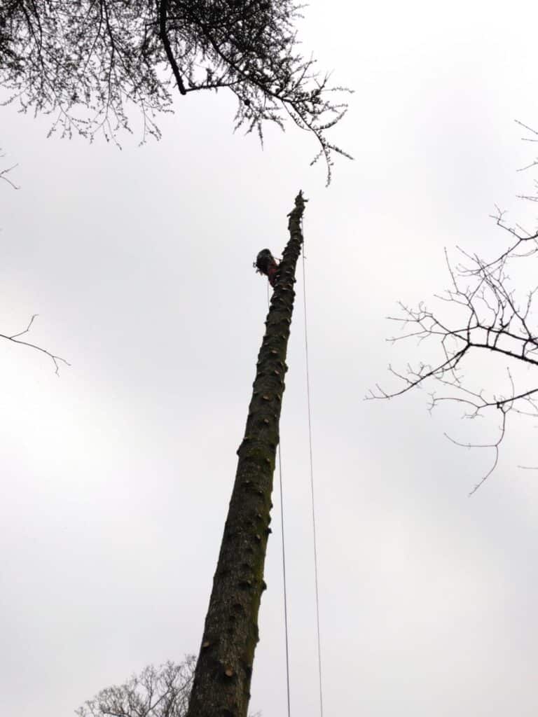 Intervention épicéa menaçant 35m Sainte-Anne d'Auray 3