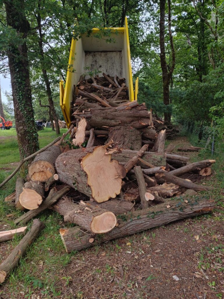 Prise-en-charge-evacuation-avec-retraitement-bois-Sene-3.jpeg