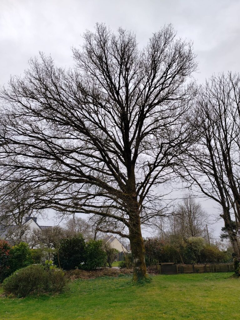 Restructuration-dun-arbre-Pluneret-avant-apres-1.jpeg