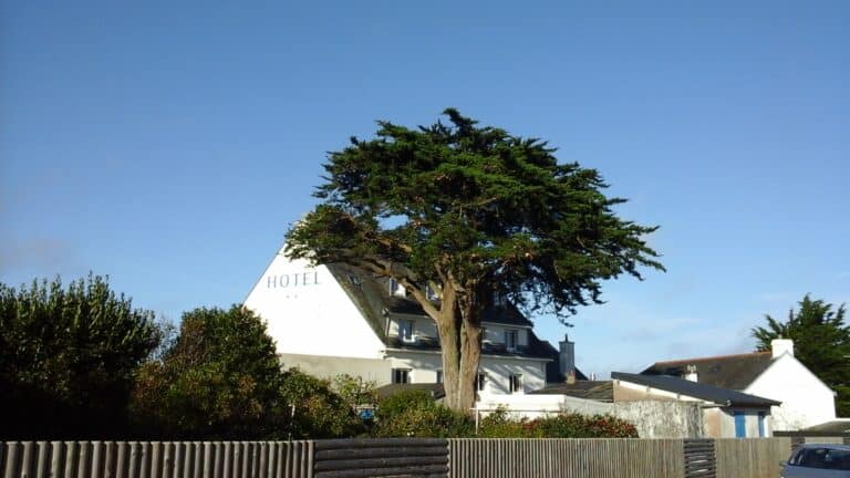 apres securisation et elagage quiberon - Auray Vannes