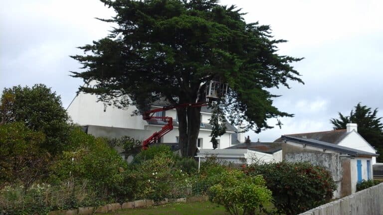 avant-securisation-et-elagage-sur-cupressus-quiberon.jpg