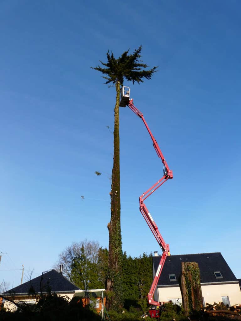 demontage cupressus meriadec 1 - Auray Vannes