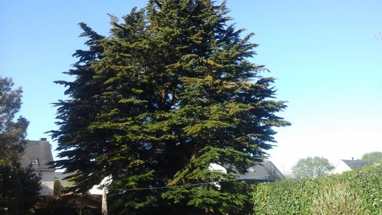 elagage-sur-cupressus-avant-sainte-anne.jpg