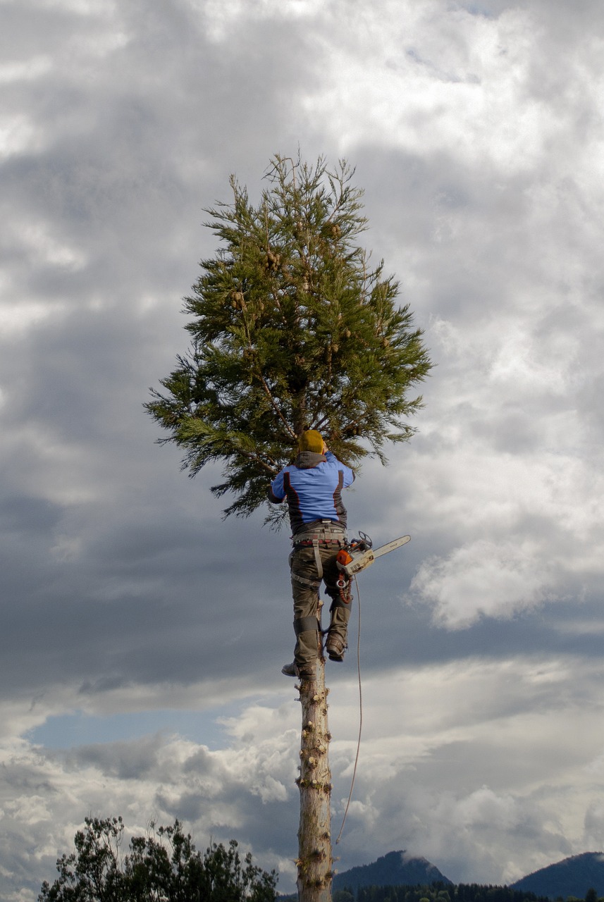 Un élagueur coupe des branches en hauteur avec une tronçonneuse, illustrant l'élagage d'arbres.