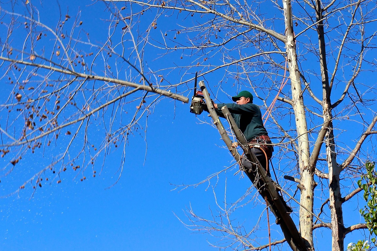 elagueur coupant branche - Auray Vannes élagueur Vannes sur arbre