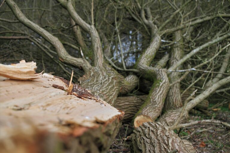 Abattage arbre sécurisé