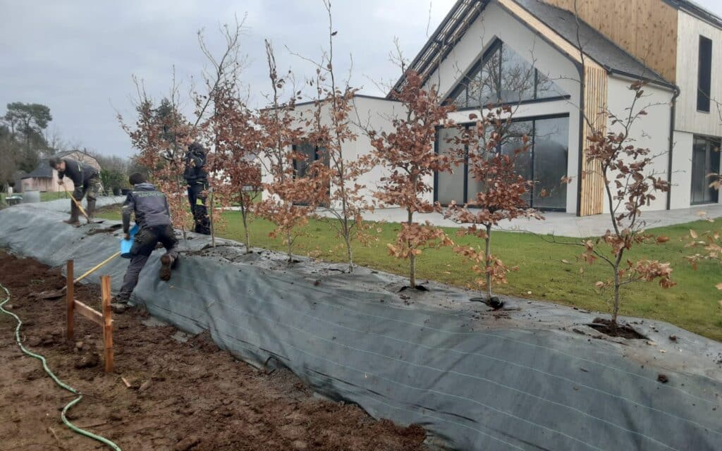 plantation haie paillage sainte anne dauray - Auray Vannes Jeunes arbustes plantés sur une toile de paillage à Sainte-Anne-d'Auray